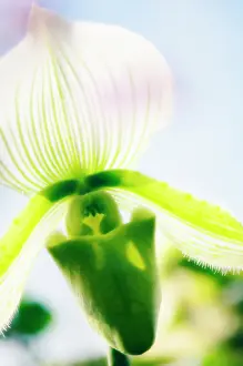 Paphiopedilum: Orchid