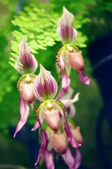 Slipper: Orchid