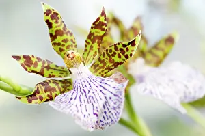 Heavenly: Orchid