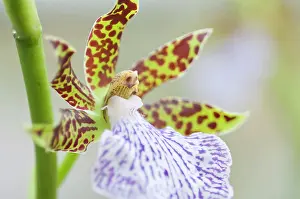 Heavenly: Orchid