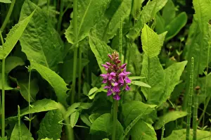 Dactylorhiza: Orchid