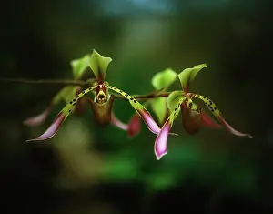 Combined: Orchid