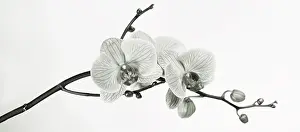 Phalaenopsis: Orchid