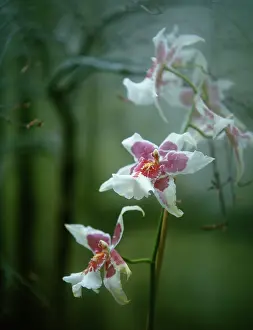 Unexplained: Orchid