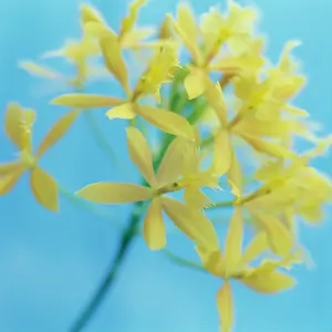 Epidendrum: Orchid