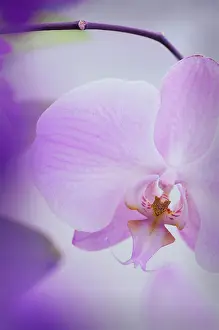 Phalaenopsis: Orchid