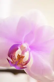 Phalaenopsis: Orchid