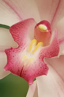 Cymbidium: Orchid