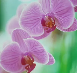 Phalaenopsis: Orchid