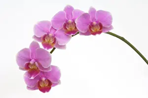 Phalaenopsis: Orchid