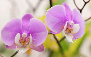 Phalaenopsis: Orchid
