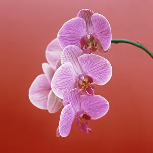 Phalaenopsis: Orchid