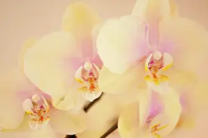 Phalaenopsis: Orchid