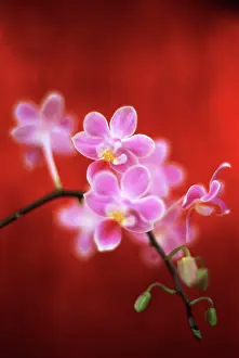 Phalaenopsis: Orchid