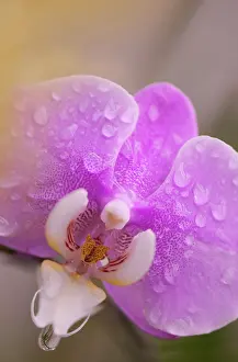 Phalaenopsis: Orchid