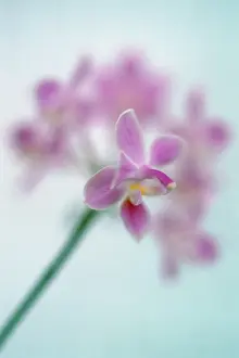 Phalaenopsis: Orchid
