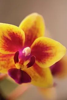 Phalaenopsis: Orchid