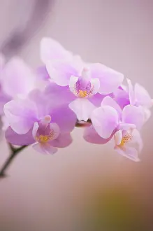 Phalaenopsis: Orchid