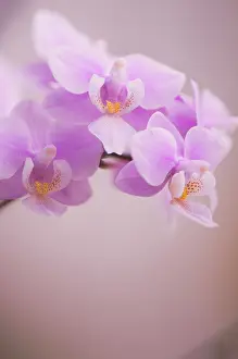 Phalaenopsis: Orchid