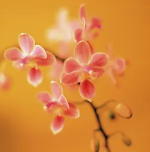 Phalaenopsis: Orchid