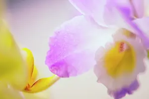 Cattleya: Orchid