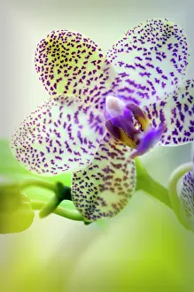 Phalaenopsis: Orchid