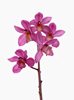 Cymbidium: Orchid