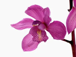 Cymbidium: Orchid