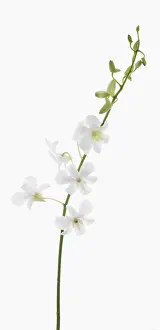 Dreams: Orchid