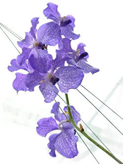 Cymbidium: Orchid