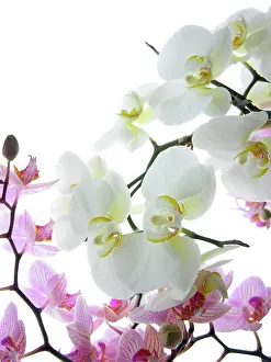 Cymbidium: Orchid