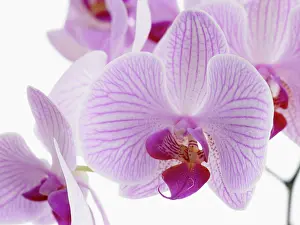 Phalaenopsis: Orchid