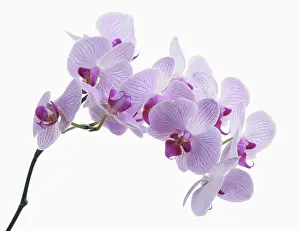 Phalaenopsis: Orchid