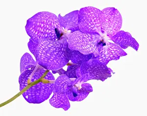 Vanda: Orchid