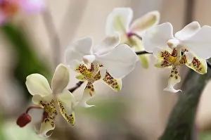 Phalaenopsis: Orchid