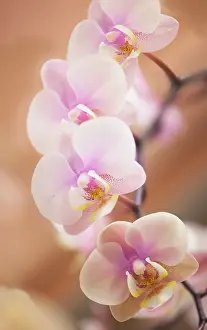 Phalaenopsis: Orchid