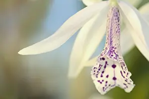 Cattleya: Orchid