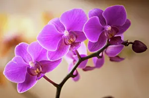 Marriage: Orchid