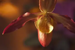 Paphiopedilum: Orchid