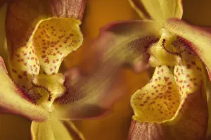 Combined: Orchid