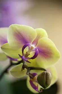 Kitty: Orchid