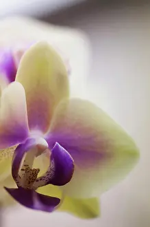Kitty: Orchid