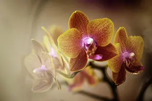 Phalaenopsis: Orchid
