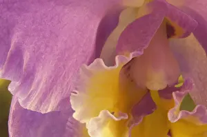Erotic: Orchid