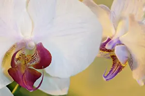 Phalaenopsis: Orchid