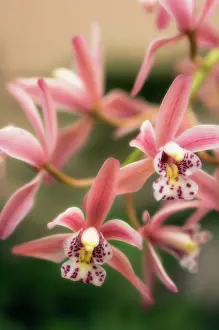Cymbidium: Orchid