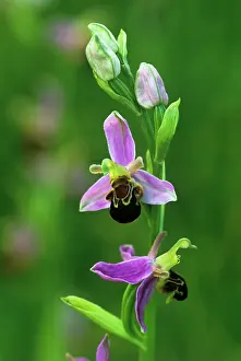 Ophrys: Orchid