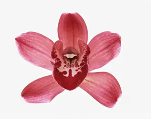 Cymbidium: Orchid