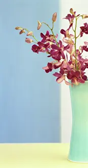 Dendrobium: Orchid