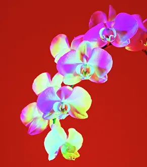 Phalaenopsis: Orchid